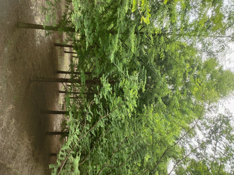 大量供应3到20公分水杉树，树形统一。主杆通直。千亩基地