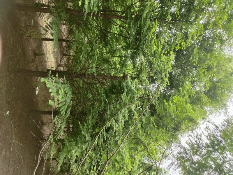 大量供应3到20公分水杉树，树形统一。主杆通直。千亩基地