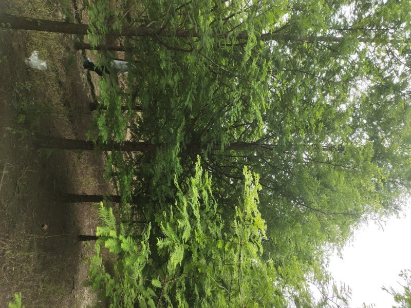 大量供应3到20公分水杉树，树形统一。主杆通直。千亩基地