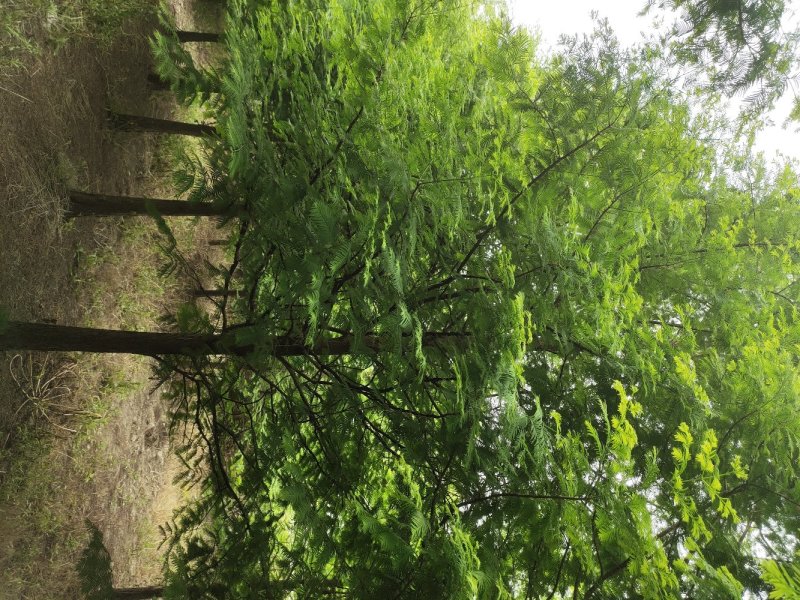 大量供应3到20公分水杉树，树形统一。主杆通直。千亩基地