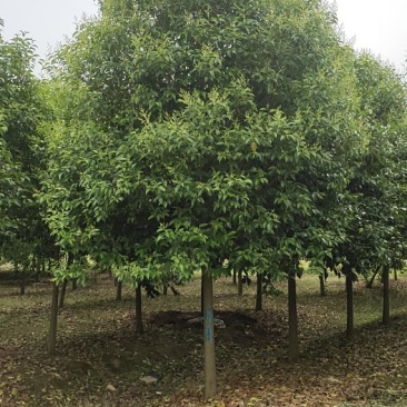 大叶女贞各类规格苗圃急售，树形统一，量大从优