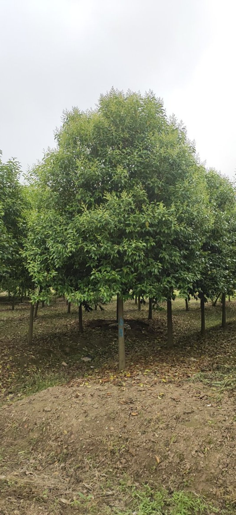 大叶女贞各类规格苗圃急售，树形统一，量大从优
