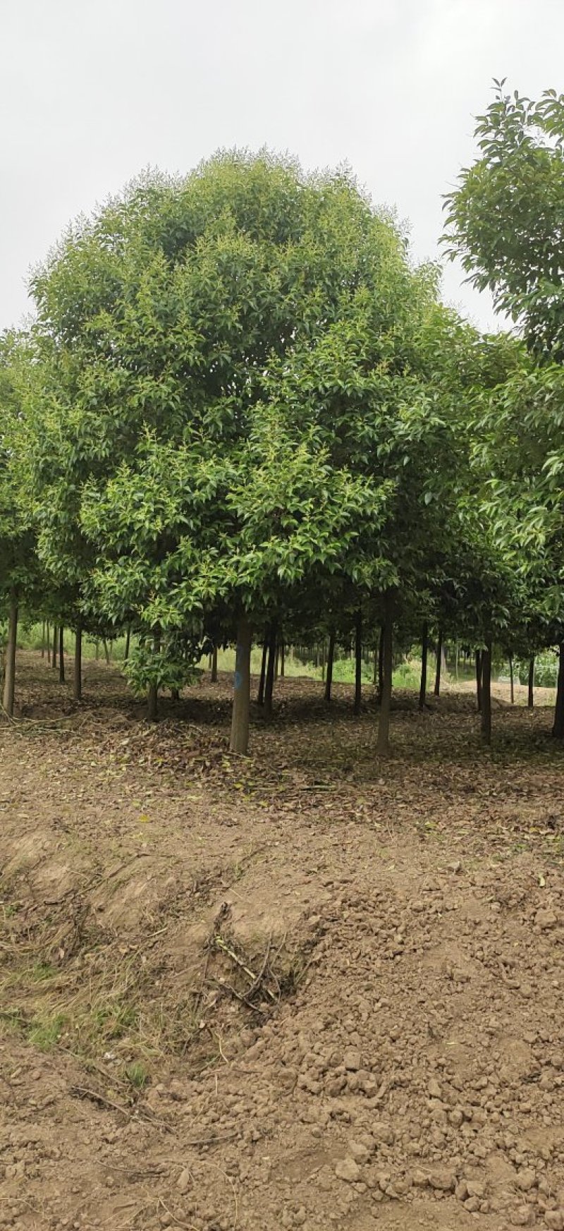 大叶女贞各类规格苗圃急售，树形统一，量大从优