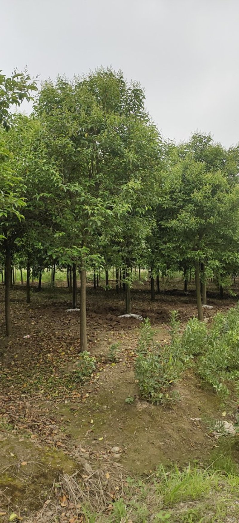 大叶女贞各类规格苗圃急售，树形统一，量大从优