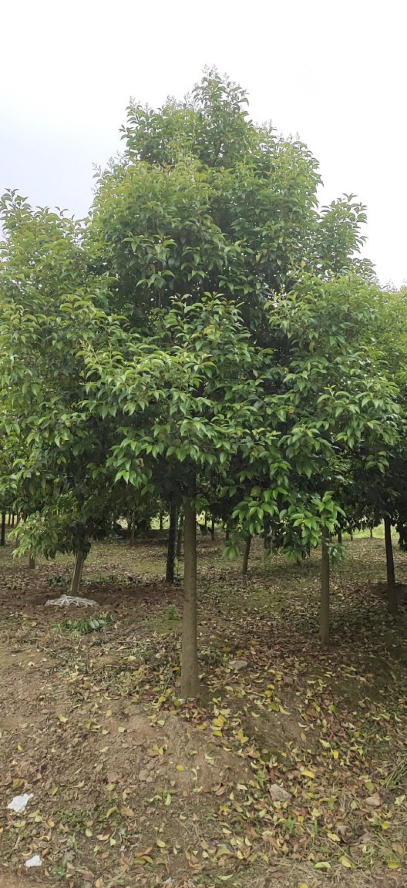 大叶女贞各类规格苗圃急售，树形统一，量大从优