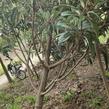 精品各类规格枇杷树，分支统一，树形优美！
