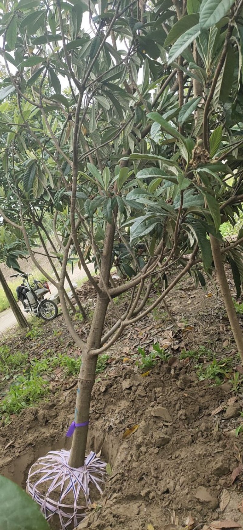精品各类规格枇杷树，分支统一，树形优美！
