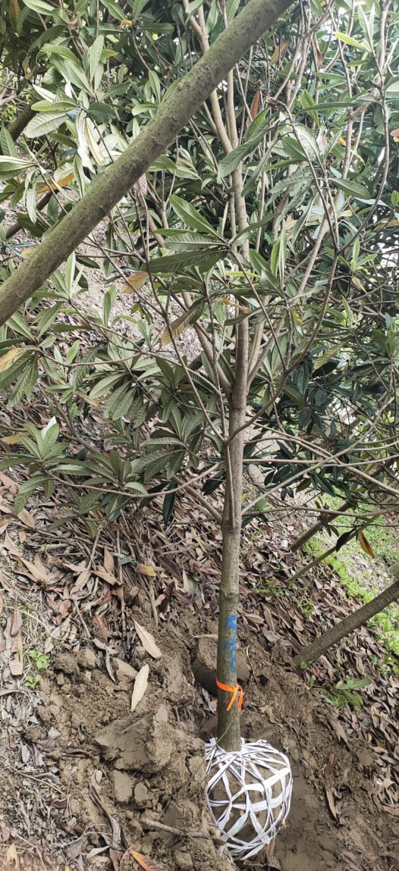 精品各类规格枇杷树，分支统一，树形优美！