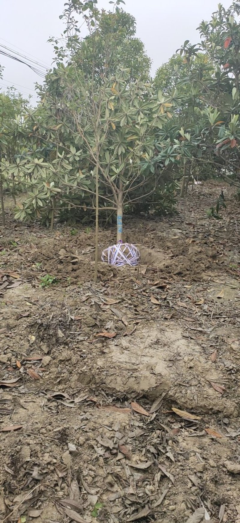 精品各类规格枇杷树，分支统一，树形优美！