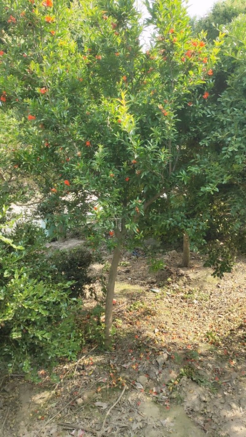 石榴树
