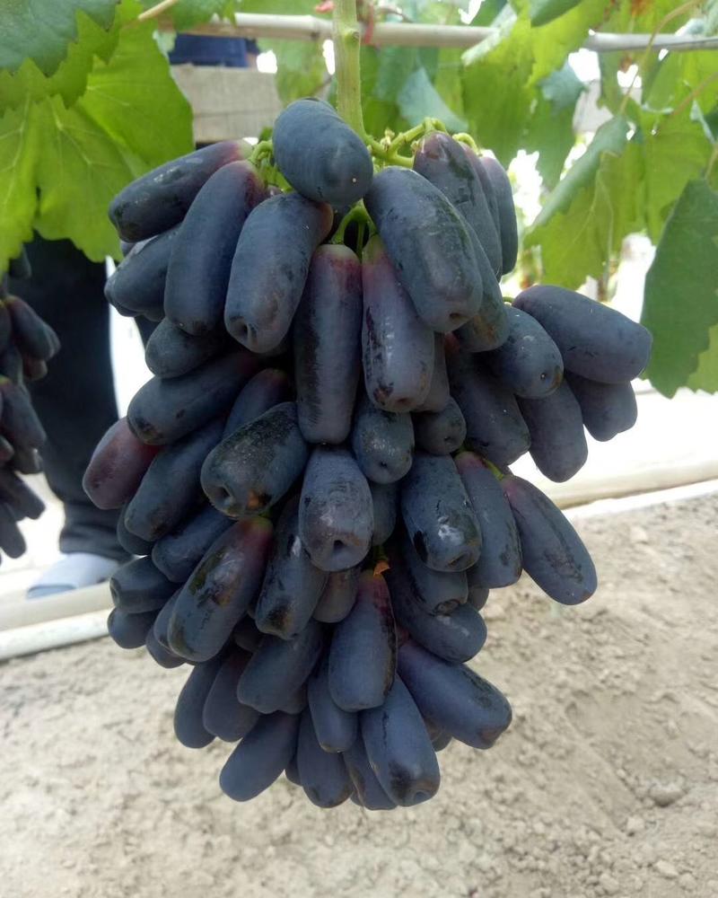 河北昌黎蓝宝石葡萄苗品种包纯度，成活率