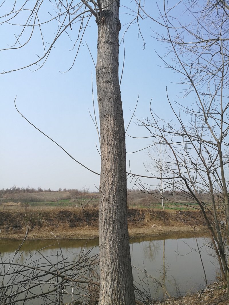 杨树