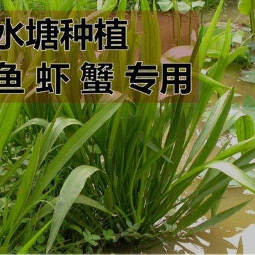 小米草种子，鱼，虾专用牧草小米草种子厂家直销欢迎咨询
