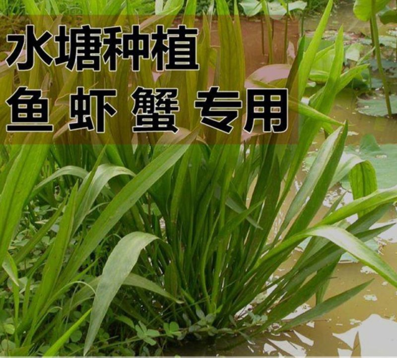 小米草种子，鱼，虾专用牧草小米草种子厂家直销欢迎咨询