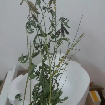 响铃草