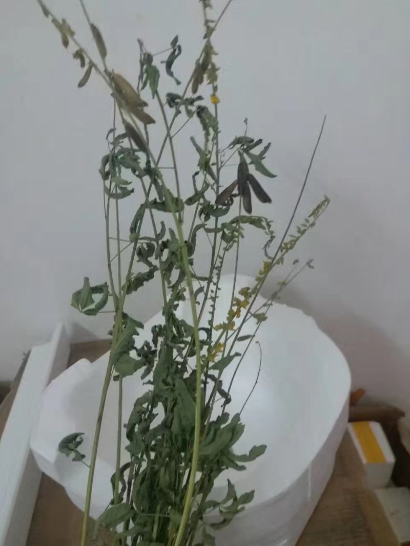 响铃草