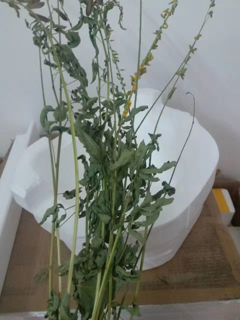响铃草