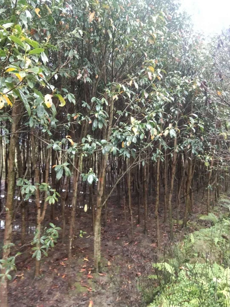 杜英
