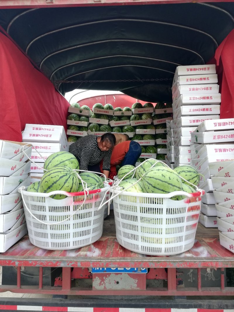 8424麒麟西瓜，代收代发代返程便宜车辆