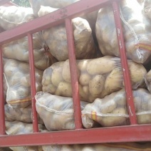 精品小土豆大土豆，各种土豆