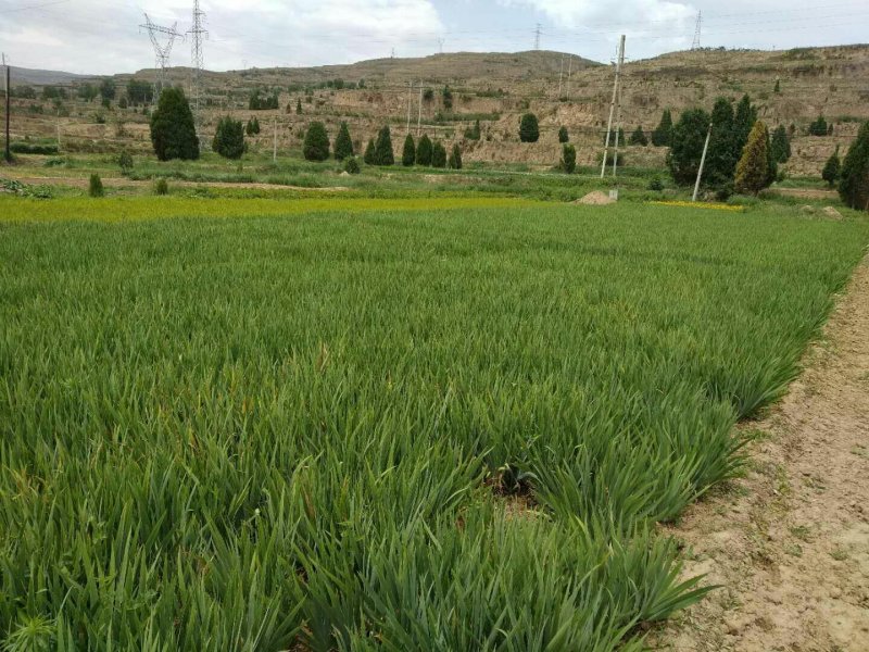 黄花萱草