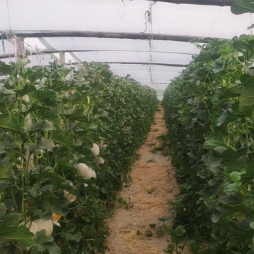 久红润大量上市，价格美丽，喜欢的老板赶紧下单。
