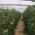 久红润大量上市，价格美丽，喜欢的老板赶紧下单。
