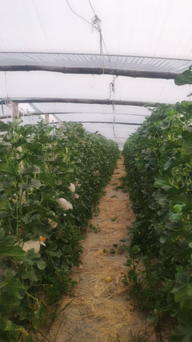 久红润大量上市，价格美丽，喜欢的老板赶紧下单。