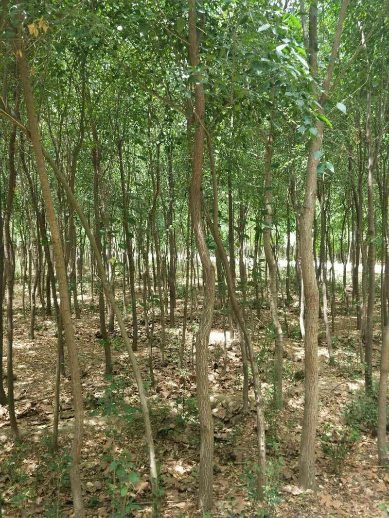 占地丝棉木5公分