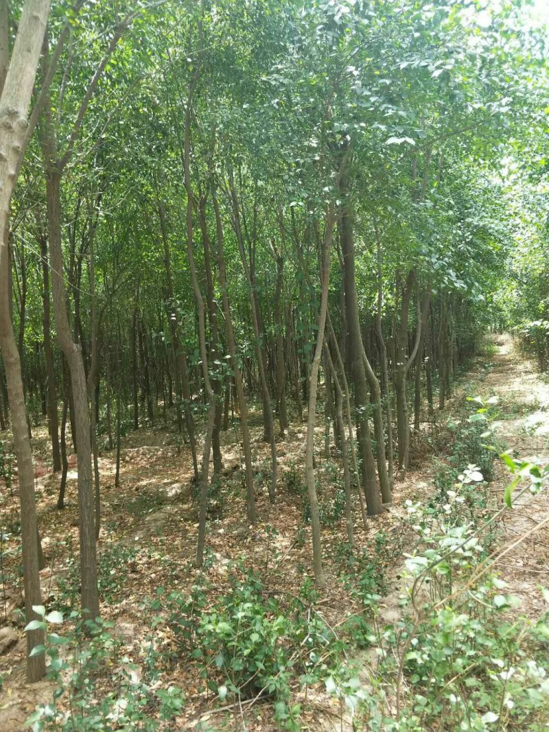 占地丝棉木5公分
