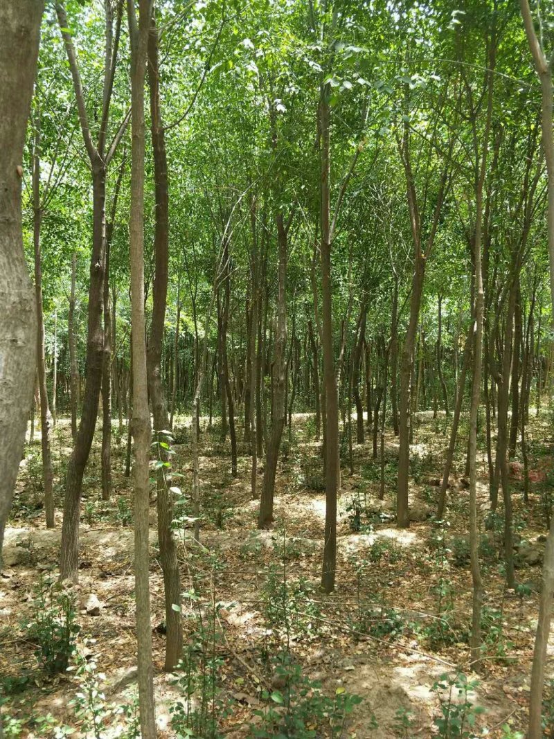 占地丝棉木5公分