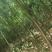 占地丝棉木5公分