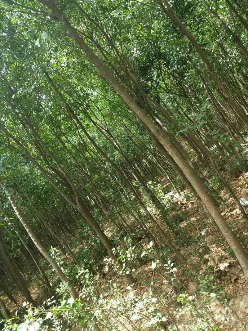 占地丝棉木5公分