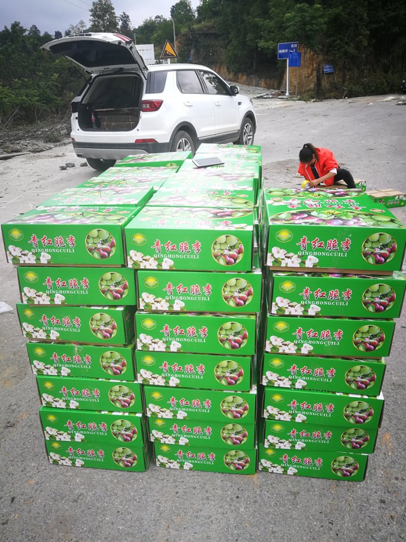 早熟四月李，口感脆甜，上市早口感好！！卖相好！