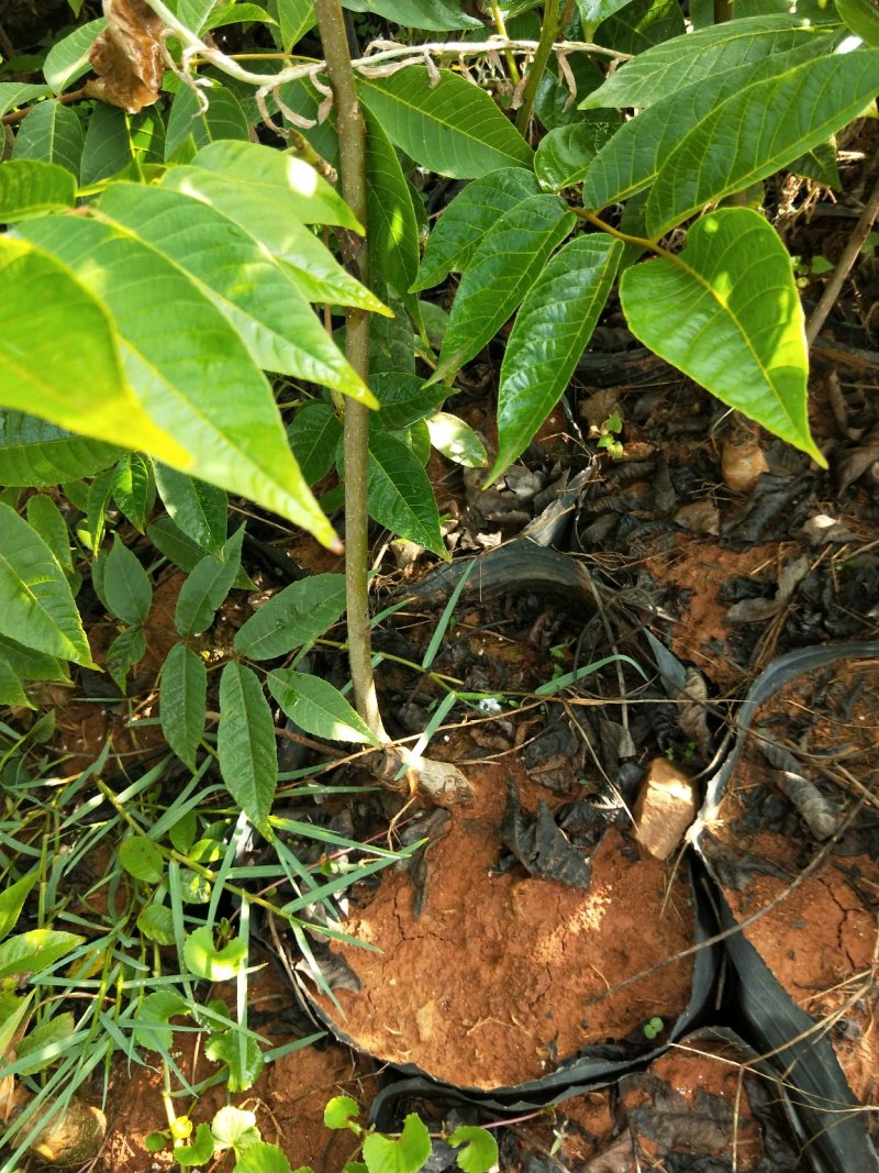 嫁接核桃树苗果树苗南北方种植山核桃苗8518地栽薄壳纸皮