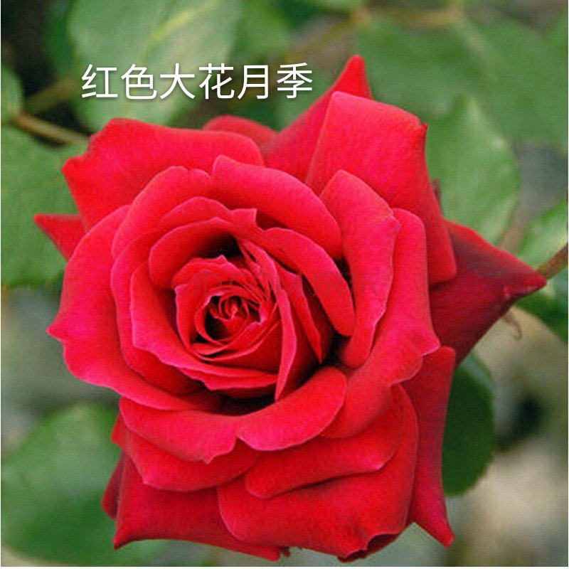 云南基地直销大花月季苗四季开花技术指导成活高