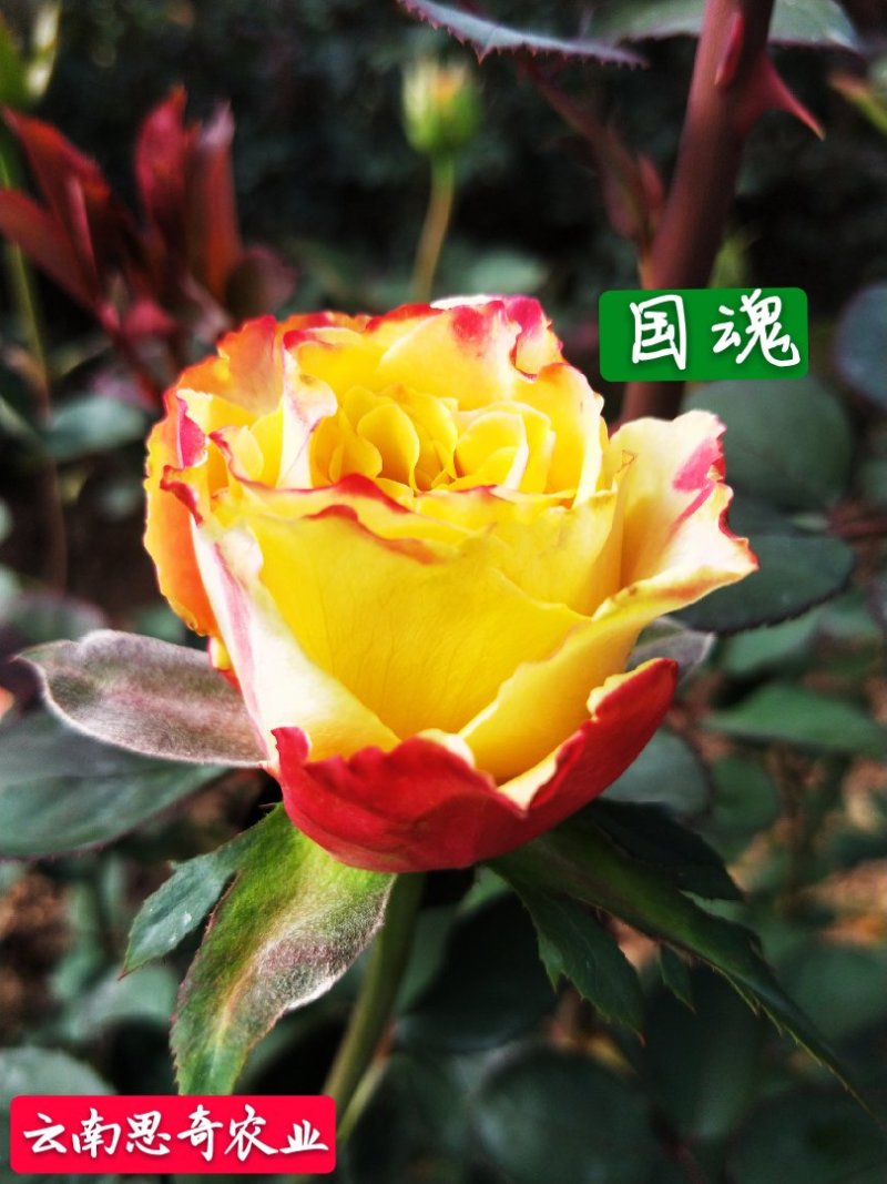 云南基地直销大花月季苗四季开花技术指导成活高