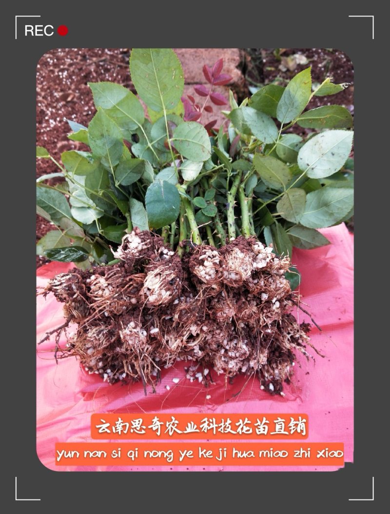云南基地直销大花月季苗四季开花技术指导成活高