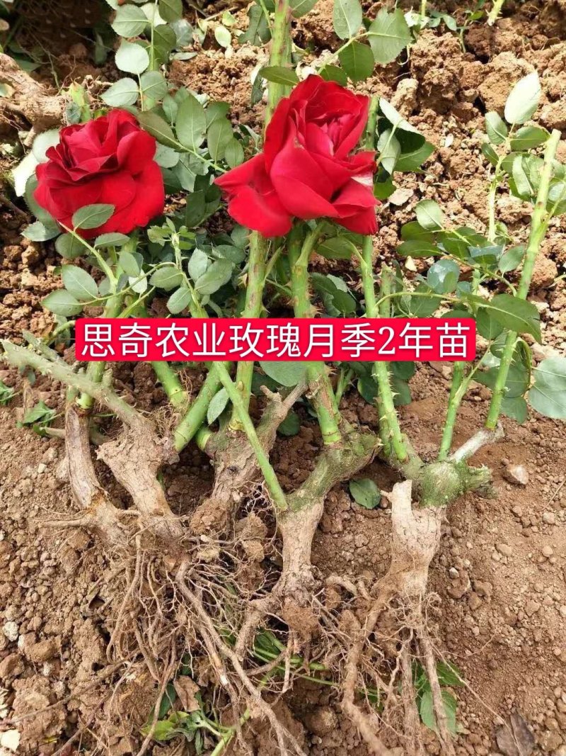 云南基地直销大花月季苗四季开花技术指导成活高
