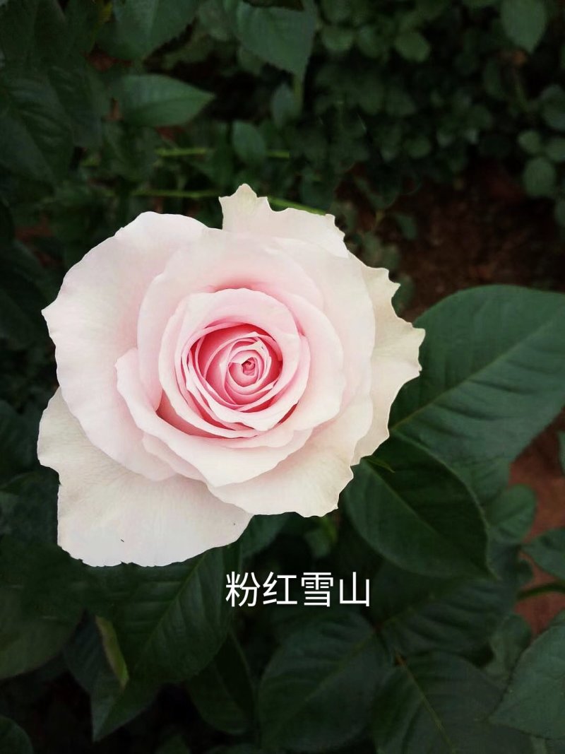 云南基地直销大花月季苗四季开花技术指导成活高