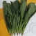 精品小菠菜