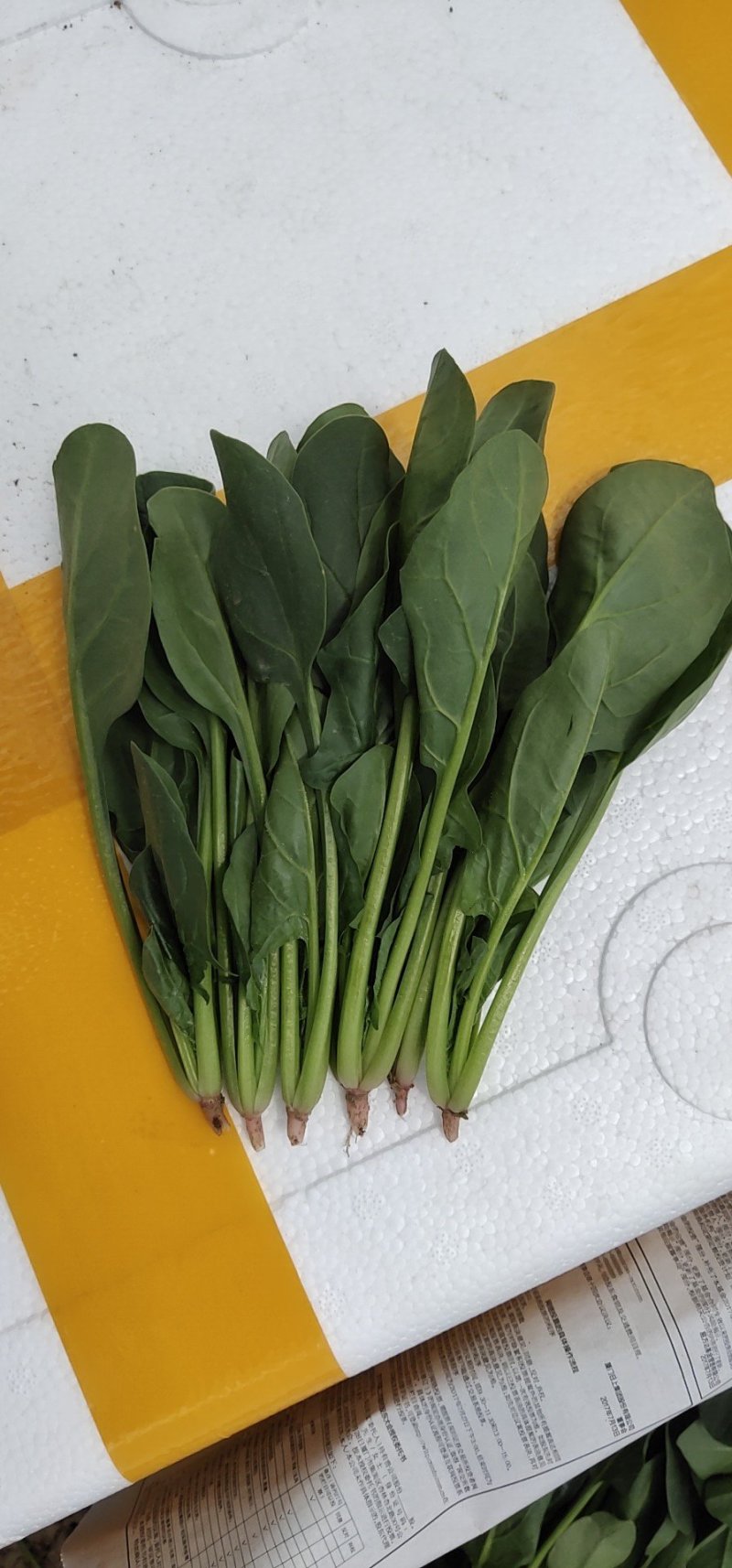 精品小菠菜