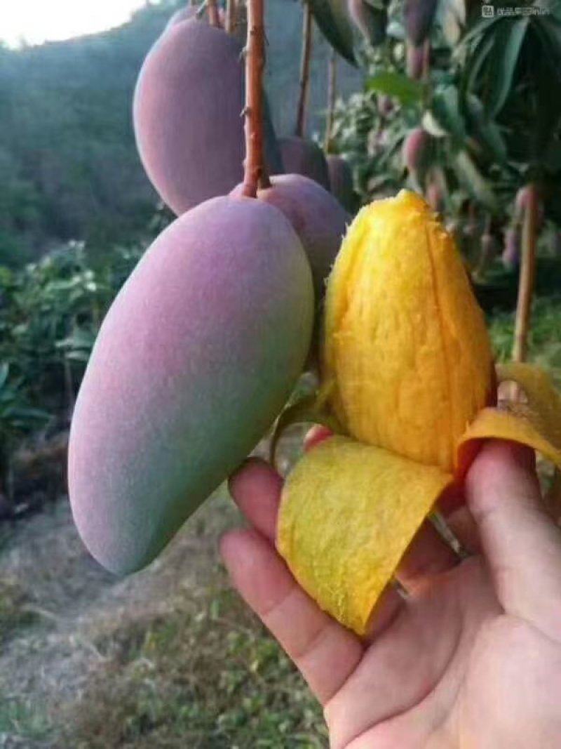 攀枝花红贵妃