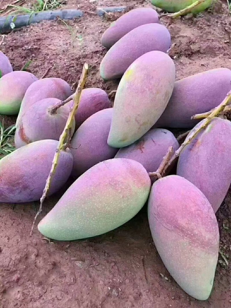 攀枝花红贵妃