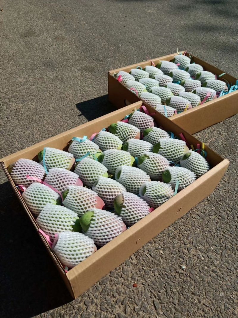 攀枝花红贵妃