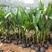 泰国金椰子树苗青椰树苗带土带叶发货合适南方种植
