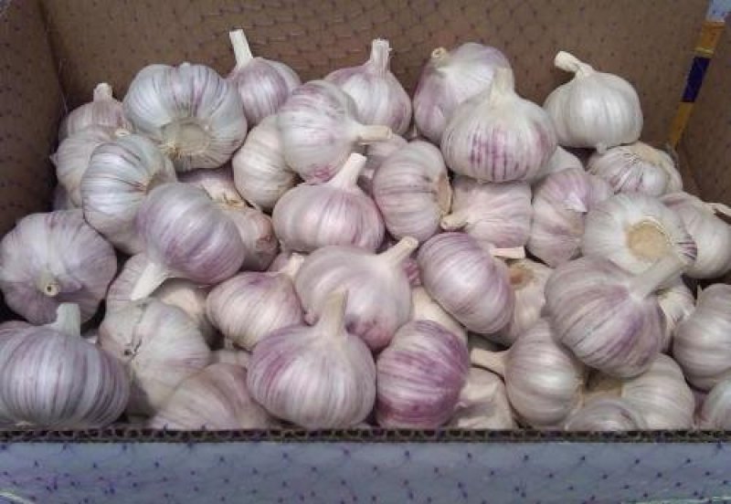 安丘大蒜大量上市了货源不多，赶紧入手