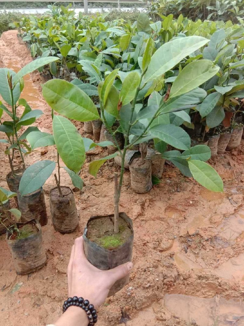 海南榴莲蜜树苗口感软糯香甜营养杯苗嫁接苗带土带叶发货