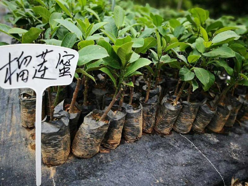海南榴莲蜜树苗口感软糯香甜营养杯苗嫁接苗带土带叶发货