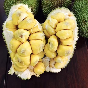 海南榴莲蜜树苗口感软糯香甜营养杯苗嫁接苗带土带叶发货